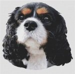 (image for) Tri-Color Cavalier King Charles Spaniel